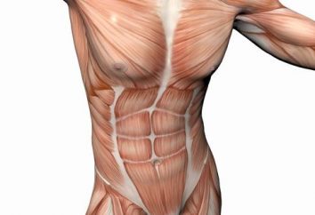 Par les muscles du torse sont ce que les muscles? Les muscles du corps humain