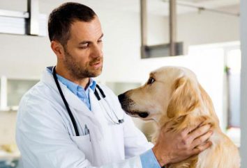 Comment et où faire une radiographie chez un chien?