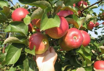Apple Tree "gioia": descrizione, foto, recensioni