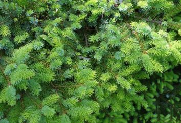 Ayan jodła: opis rodzaju, obszaru, dbanie o wiecznie zielonego drzewa