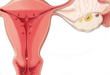 Qual é a ovulação e como calculá-lo? Calculadora da ovulação