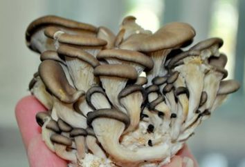 Oyster: i benefici ei rischi. Come preparare i funghi di ostriche in salamoia