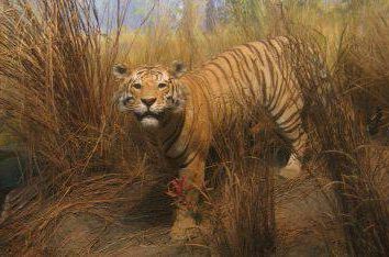 tigre Turan: habitat (photo)