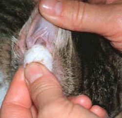 Como limpar os ouvidos dos gatinhos: instruções para os proprietários de cuidados