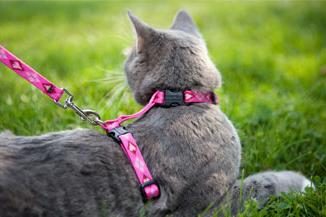 Come indossare una cintura sul gatto: un buon consiglio