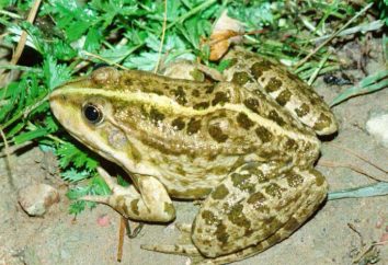 lac Frog: description, habitat, photos