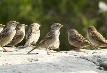 aves residentes. Los nombres de las aves residentes