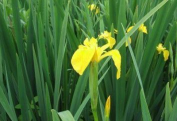 Iris-Sumpf: die Blume der Regenbogen-Göttin Iris