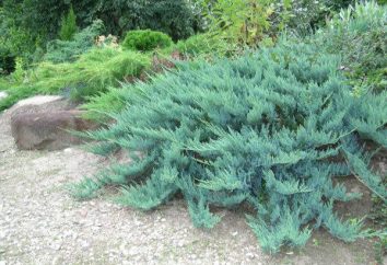 Juniperus "Alpi Blue" – in particolare la varietà e la cura regole