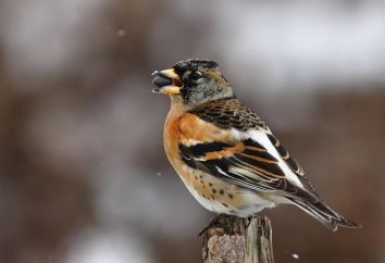 Nomadic ptaki: kim oni są? Ptaki odlatują do cieplejszych klimatów