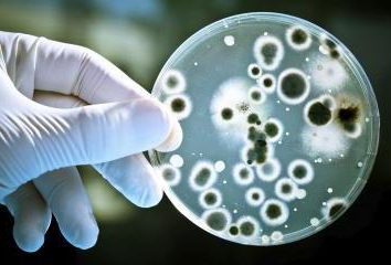 I fatti più interessanti di batteri: panoramica, descrizione e tipologie