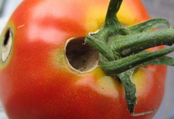 Las orugas de tomates en invernadero: cómo luchar? métodos eficaces de tratamiento y métodos