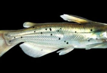 pesce gatto di canale: la struttura e riproduzione