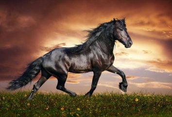 Il cavallo più veloce del mondo: il potere, che non è soggetta all'uomo