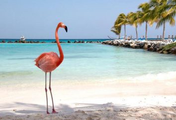 Wie ein Flamingo zeichnen – rosa Wunder der Natur: Schritt-Anleitung