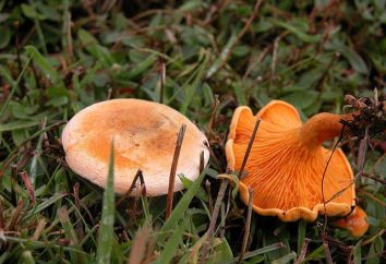 Como distinguir o falso do cogumelo verdadeiros chanterelles Dicas