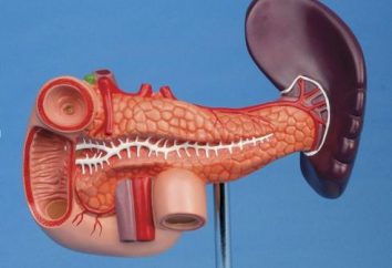 Detalhes sobre a localização do pâncreas nos seres humanos