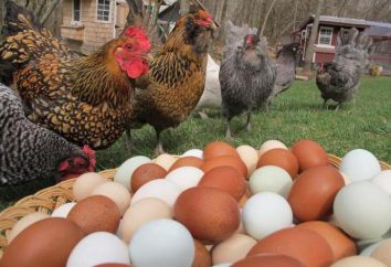 La razza stessa gallina di uova: cosa si chiama?