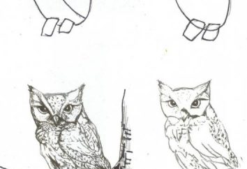 Zeichnen Tiere mit einem Bleistift Schritt für Schritt. Wie lernt man Tiere Schritt für Schritt zu zeichnen?
