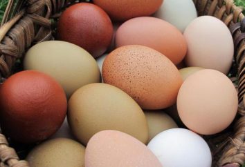 La maggior parte delle razze di pollo da uovo: descrizione, caratteristiche