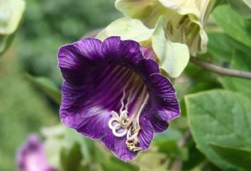 Kwiat Kobe: sadzenie i pielęgnacja