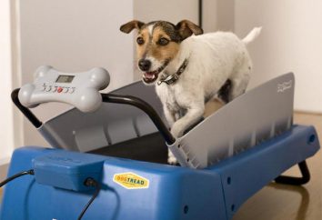 Tapis roulant per cani. Come usarli?