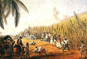 Kawa, herbata, bawełna, nasiona las: jaka jest plantacja?