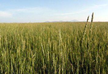 Raiz de capim de trigo: propriedades medicinais e contra-indicações, receitas e análises