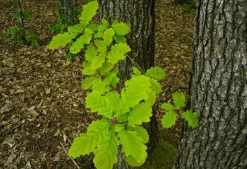 Perché foglie di quercia sono un simbolo di salute, longevità e valore militare?