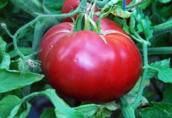 Milagre de framboesa (tomate): comentários de jardineiros, características de cultivo e reprodução