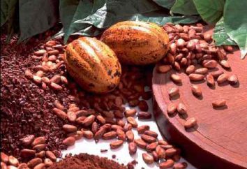 L'albero del cacao. Dove cresce l'albero del cacao? frutti di cacao