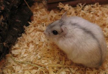 Jungar Hamster: Pflege und Wartung in der Heimat