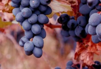 Grape odmiana Mołdawia. Winogrona Mołdawia: zasady pielęgnacji, opinie o klasie