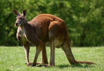 Gdzie są kangury? Ich sposób życia. Ile kangurów?