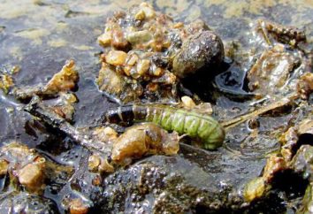 Caddis Larva: descrizione, l'habitat e la riproduzione