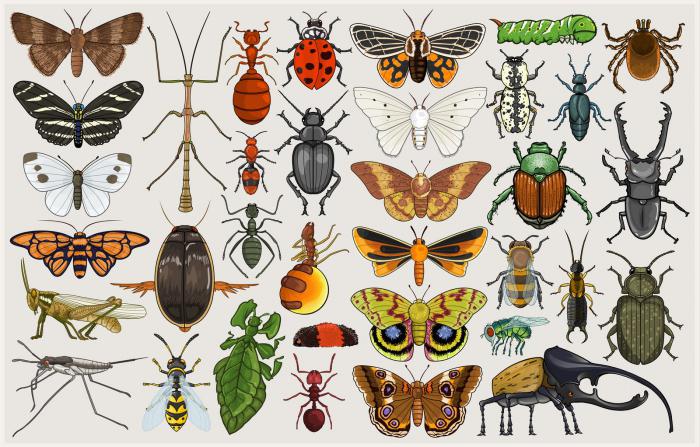 Bilderesultat for entomolog
