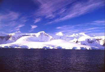 Antarktyda: przyroda. Zwierzę i flora Antarktyki