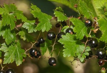 Blackcurrant nero "perla nera": una descrizione della varietà, foto