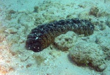 Le miracle de la nature – Concombres de mer