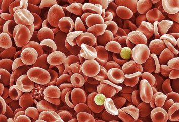 Was ist die Rate des Blutplättchen bei einem Kind? Was passiert, wenn die Blutplättchen erhöht werden?