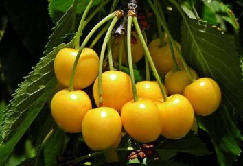 Amarelo cereja doce: descrição, propriedades úteis e as melhores receitas. Jam de cereja amarelo sem caroço – e, especialmente, cozinhando receita