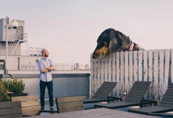 foto progetto divertente: se il cane era grande come sembra