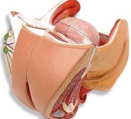 organi genitali femminili: l'anatomia delle componenti principali