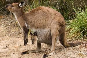 Canguro, koala e wombat – sorprendenti animali marsupiali australiani