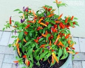 Come far crescere i peperoni ornamentali