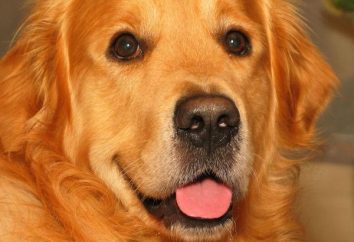Golden retriever. cachorros Golden Retriever. Golden Retriever – Críticas