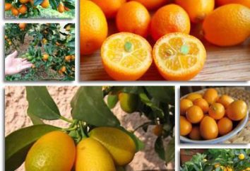 Kumquat: szkód i świadczeń oraz właściwości kaloryczne