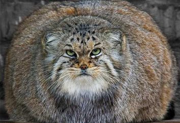 Wild cat manul: foto e descrizione