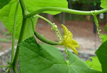 Pintsirovka o topping di cetrioli – un importante ricevimento agro-tecnico