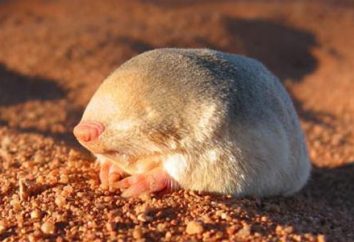 El maravilloso mundo de los animales. topos marsupiales: estilo de vida, Descripción del tipo, la estructura, características